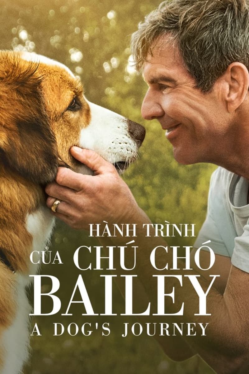 Phim Hành Trình Của Chú Chó Bailey